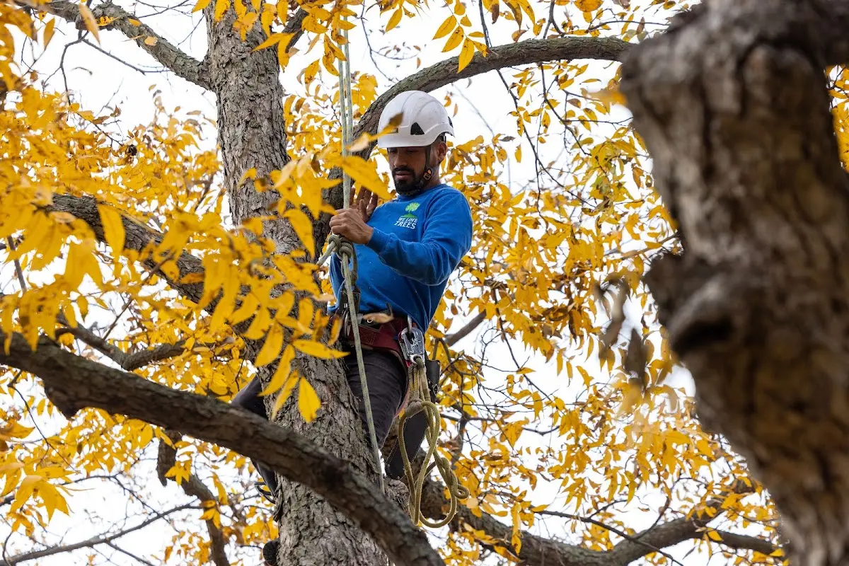 Skilled Storm Damage Cleanup crew working in Dover